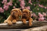 DOGUE DE BORDEAUX 332